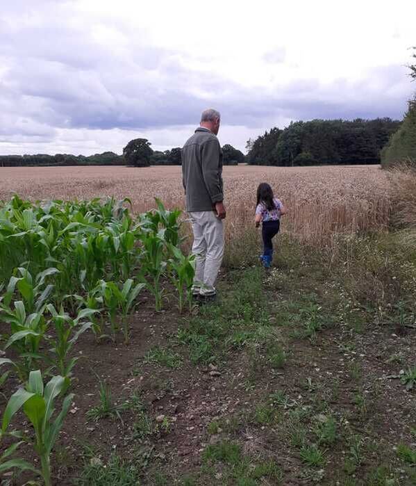 David Clarke and his granddaughter inspect the wheat crop at Churncote.